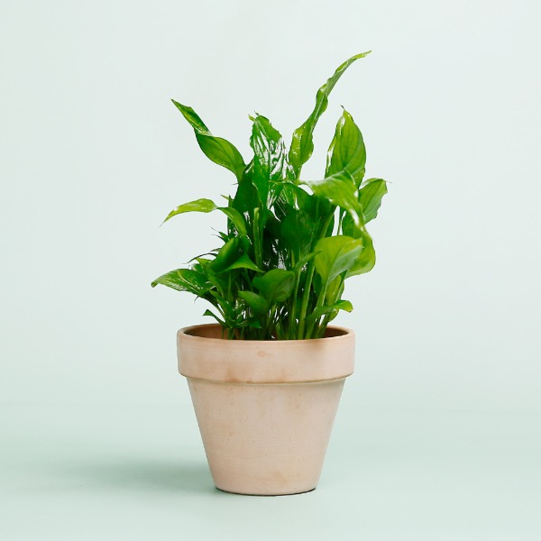 데팡스 스파티필름 실내공기정화식물 반려 집에서키우기쉬운 식물
