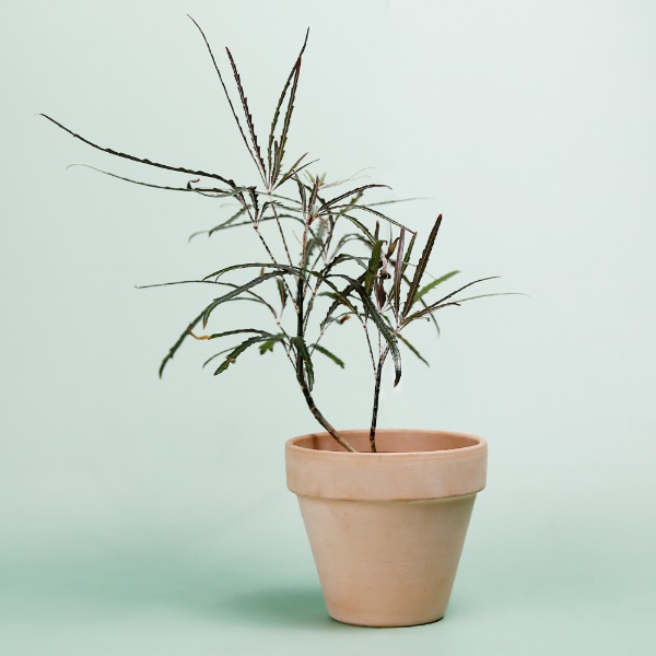 데팡스 아라리아 아랄리아 아라리오 실내공기정화식물 반려 집에서키우기쉬운 식물