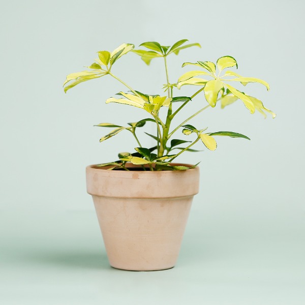 데팡스 칼라홍콩 실내공기정화식물 반려 집에서키우기쉬운 식물