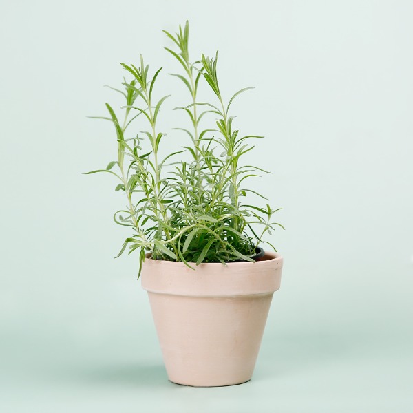 (랜덤발송)데팡스 라벤더 실내공기정화식물 반려 집에서키우기쉬운 식물